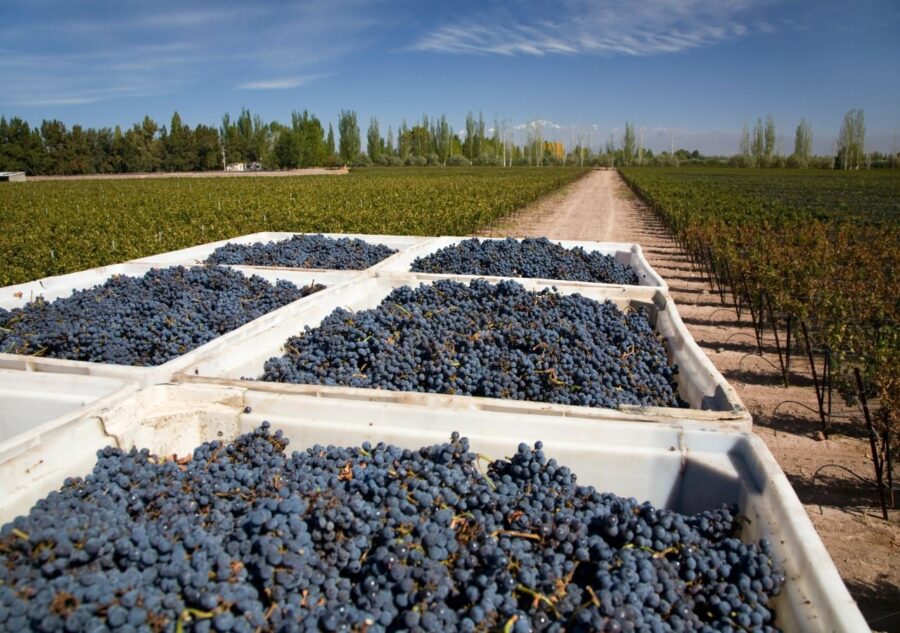CAMINO DEL VINO -BODEGAS(hasta 31/06/2026) comprando hasta el 1 de junio te mantenemos la tarifa en julio!!!
